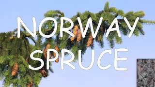 How to identify Norway spruce Picea abies  TREE ID 11 [upl. by Kylie]