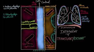 Epanchement pleural  Docteur Synapse [upl. by Gweneth829]