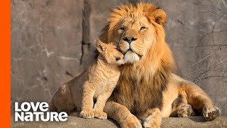 Lion Cubs Are Introduced To Their Father  Predator Perspective  Love Nature [upl. by Hacceber]