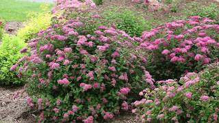 Pruning Spiraea in Early Spring [upl. by Zetnauq]