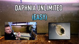 How I Raise Daphnia Water Fleas And You Can Too [upl. by Rufe]