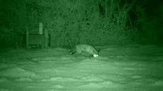 Two foxes  Bushnell Equinox Z2 night vision example video [upl. by Monty]