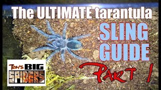 The Ultimate Tarantula Sling Guide  Part 1 [upl. by Bank360]