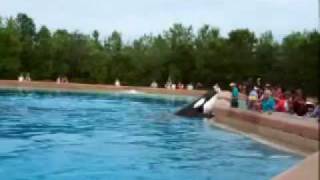 Orca Whale Splash Show at Marineland Canada [upl. by Aleunamme483]