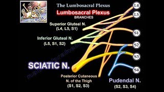 Lumbosacral Plexus  Everything You Need To Know  Dr Nabil Ebraheim [upl. by Emiolhs706]