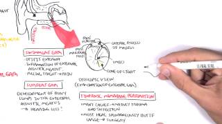 Anatomy  Middle Ear [upl. by Ilatfan]