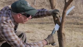 Ask an Arborist Why Do I Need to Prune [upl. by Aneehsirk]