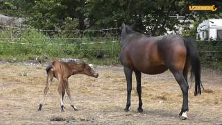 Stute und ihr Fohlen  Mare and Foal  Erster Ausflug [upl. by Decker699]