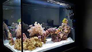 Simple Stable Successful reef tank  Fluval Evo 135 [upl. by Emelia]