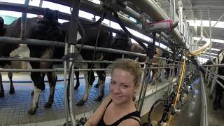 Dairy Farming in New Zealand [upl. by Alper]