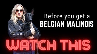 Before you get a Belgian Malinois watch this [upl. by Nivla209]