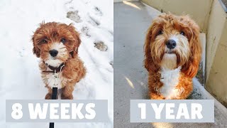 Cavapoo Puppy Growing Up  8 Weeks to a Year [upl. by Nabalas]