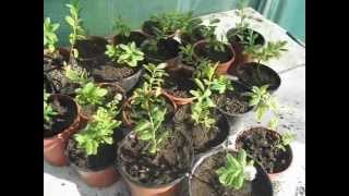 Transplanting my Spirea cuttings [upl. by Aleahc691]