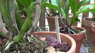 orchidsgrow talk cattleyas and light [upl. by Adnamal]