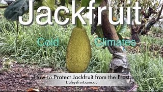 Grafted Jackfruit Tree  Growing in Cold Climates  Brinsmead variety [upl. by Itraa935]