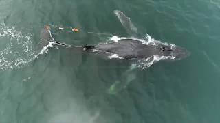 Saving whales entangled in fishing gear [upl. by Calvo]