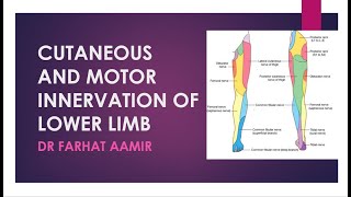 Dermatomes of Lower Limb [upl. by Burroughs258]