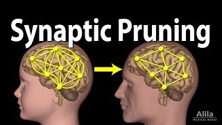 Synaptic Pruning Animation [upl. by Malcom210]