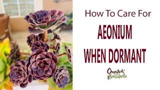 What You Should Not Do When Aeonium Is Dormant  Succulent Care Tips [upl. by Colston]