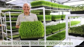 How To Grow The Best Wheatgrass  Hippocrates Health Institute Video [upl. by Nodnek309]