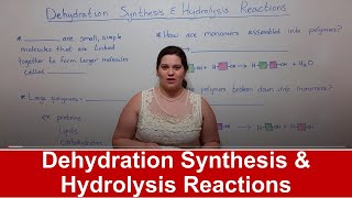 Dehydration Synthesis and Hydrolysis Reactions [upl. by Gladstone]