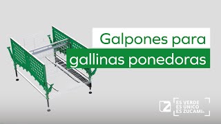 Galpones para gallinas ponedoras excelentes resultados de producción Avicultura moderna de ZUCAMI [upl. by Agretha]