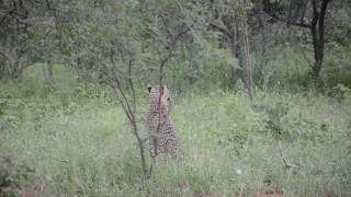 Unusual Animal Sounds Chirping Cheetahs [upl. by Tamarah421]