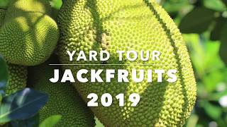 Backyard Jackfruit Trees  Yard Tour  Sarasota Florida [upl. by Alyel]