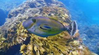 Rottnest Island Perth Australia snorkeling [upl. by Gnud211]