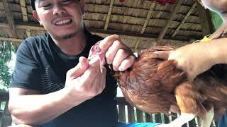 How to declogged your farm chicken for infectious coryza [upl. by Hashum]