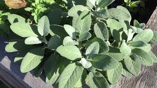 Drying and Propagating Sage From The Garden [upl. by Toms]