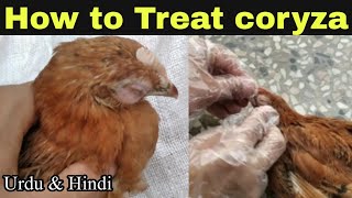 How to treat coryza disease in chicken  Chicken eye disease treatment [upl. by Sharlene707]