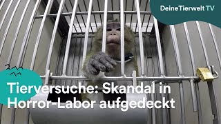 Tierversuche Skandal in HorrorLabor aufgedeckt [upl. by Barra]