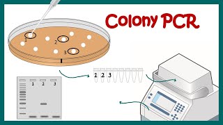 colony PCR [upl. by Nnep44]