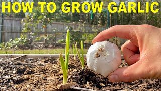 How To Grow GARLIC COMPLETE GUIDE [upl. by Julian]