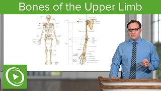 Bones of the Upper Limb – Anatomy  Lecturio [upl. by Ayouqat661]