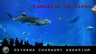 Okinawa Churaumi Aquarium  The Kuroshio Sea  3rd Largest Aquarium in the World  Okinawa  Japan [upl. by Endor]