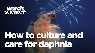 Caring and Culturing for Daphnia [upl. by Huntlee]