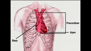 What is Precordium [upl. by Nivat396]