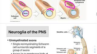 G Protein Coupled Receptors GPCR amp G Proteins [upl. by Stewardson22]