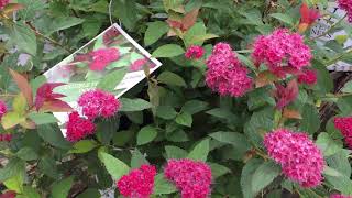 Double Play Doozie Spirea [upl. by Anij]