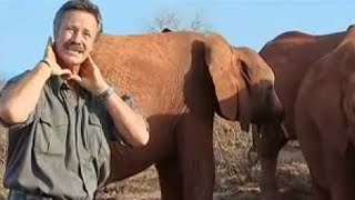 Horrific Methods Used by Elephant Poachers  BBC Studios [upl. by Pammie614]