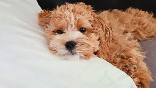 5 Reasons Why You Should Get A CavapooPoodle Mix [upl. by Nyleahs692]