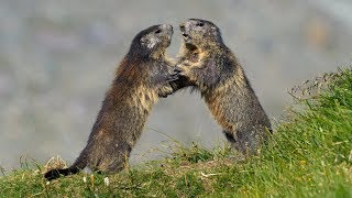 Animals fighting – Alpine marmot Marmota marmota [upl. by Friday]