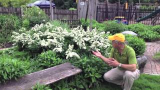 Landscaping Ideas  Deer Resistant Snowmound Spirea [upl. by Yoho197]