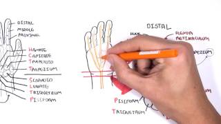 Clinical Anatomy  Hand Wrist palmar aspectflexors [upl. by Leahcimnaj]