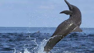 Awesome Spinner Dolphins filmed leaping by Spydolphin [upl. by Einaffit981]