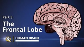 Frontal Lobe  Human Brain Series  Part 5 [upl. by Suirauqram]