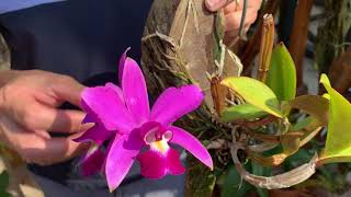 How I care for my Cattleya violacea [upl. by Amahcen741]