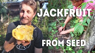 Starting Jackfruit from Seed the Super Easy Way [upl. by Nauqal270]